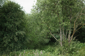 entering of the forest in calm summer day,rural photo