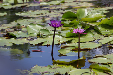 Lotus garden on the bright blue color of lotus makes the atmosphere very good..