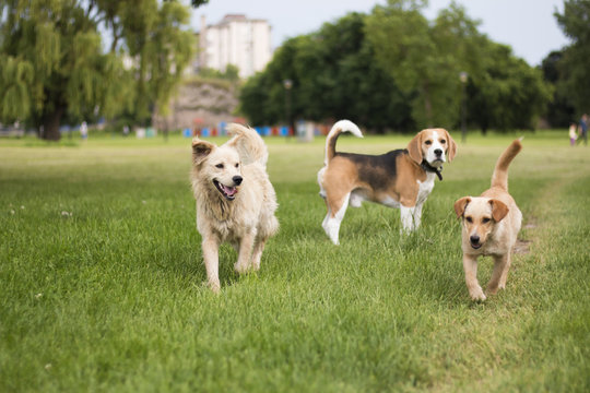 Three dogs playing in park. Beagle and two stray dogs.