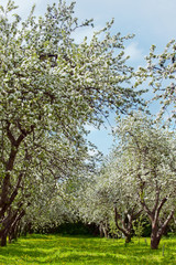 Naklejka premium Fruit orchard's first spring blossoms