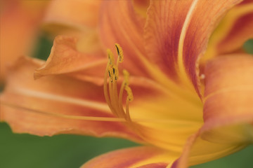 Fototapeta na wymiar Tiger lily closeup