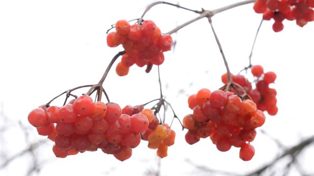 Ripe red arrowwood or viburnum berries on white blurred background in winter