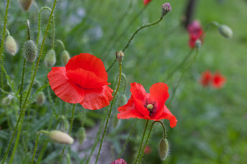 Grass and red poppies