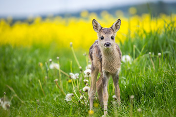 Young wild roe deer in grass, Capreolus capreolus. New born roe deer, wild spring nature.