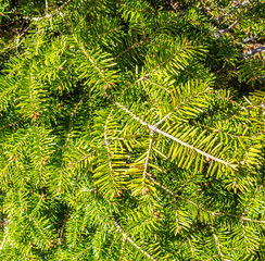 Fir tree branch