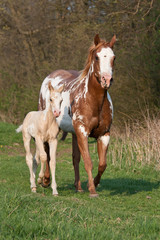 Fototapeta na wymiar Paint horse mare running with sweet foal