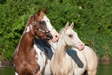 Portrait of two nice paint horses