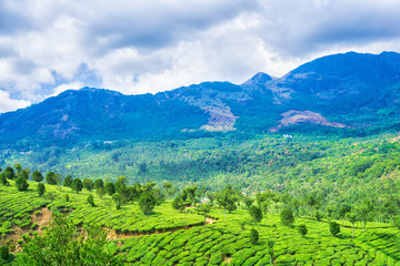 Fototapeta na wymiar landscape with green tea plantations, Munnar, Kerala, beautiful India travel background