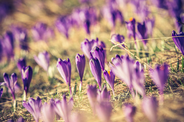 Blooming crocuses in spring, Chocholowska valley, Tatra mountains, Poland