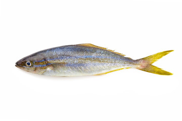 rainbow runner fish isolated on white background.
