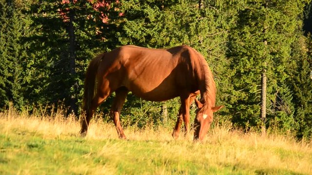 Closeup of brown mare grazing on pasture in late summer on background of fir trees. The horse eats partially dried grass at dawn in late August. Shot in Carpathian mountains.