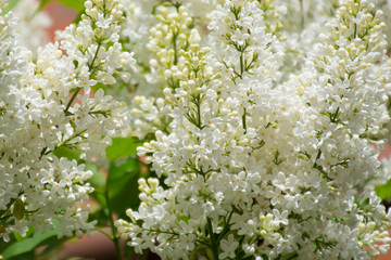 flowering white lilac