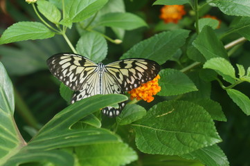 Stained Glass Butterfly with wings extended on Orange Flower Plant