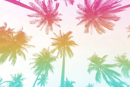 Silhouette palm tree with colorful filter for summer background.