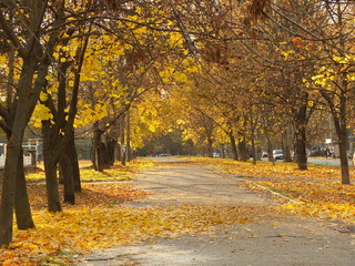 Naklejka premium Golden maples alley