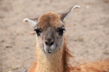 Lama in the yard