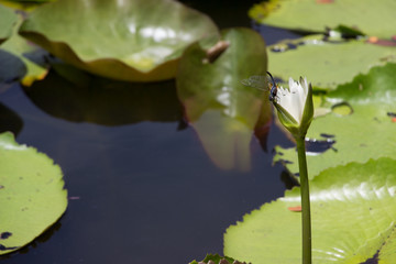 Lotus garden on the bright blue color of lotus makes the atmosphere very good..