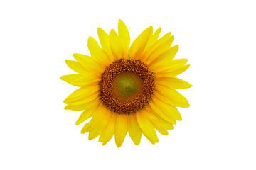 Beautiful sunflower as isolated background