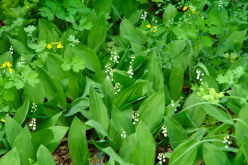 Lily of the valley in the spring forest. Convallaria majalis