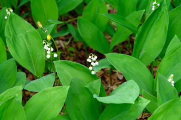 Lily of the valley in the spring forest. Convallaria majalis