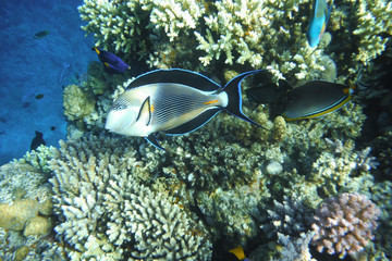 Obraz premium Multicolored fish swim over the coral reef.