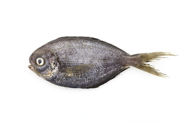 Black Fish isolated on white background.