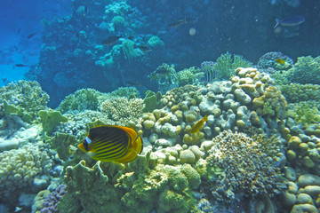 Naklejka na ściany i meble Multicolored fish swim over the coral reef.