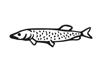 Fish pike. Vector vintage sketch