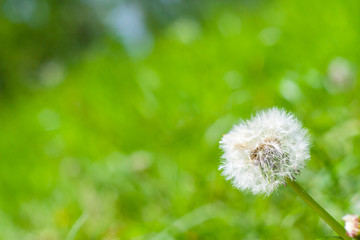 Dandelion on background green grass. Macro. Fluffy white head of a dandelion. Lush green grass in the background.