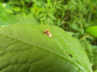 交尾中のヒメカメノコハムシ couple of leaf beetle