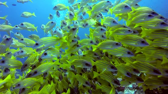 School of striped snapper yellow fish on background of clear seabed underwater. Swimming in world of colorful beautiful seascape. Aquarium of wild nature. Abyssal relax diving.