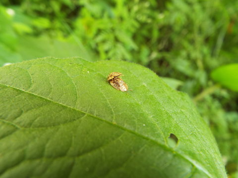 交尾中のヒメカメノコハムシ couple of leaf beetle