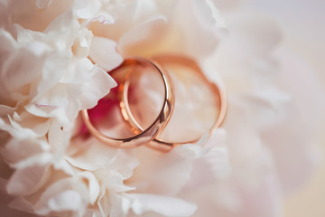 Gold wedding rings close-up on petals of a white peony.