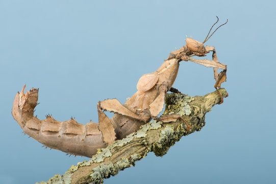 Stick Insect (Extatosoma tiaratum)/Macleay’s Spectre Stick Insect clinging to thin branch