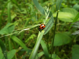 ナナホシテントウ ladybug
