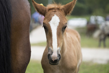 Foal
