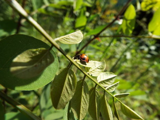 ナナホシテントウ ladybug