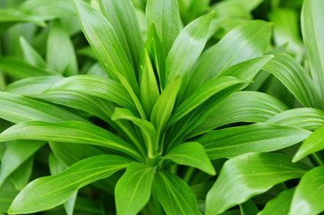 Obraz premium Green plant in the garden closeup