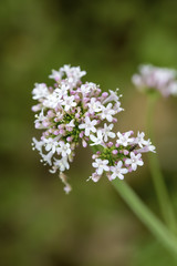 Valeriana officinalis bitki kedi otu