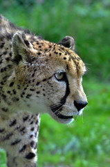 Cheetah