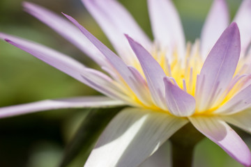 Fototapeta premium Lotus garden on the bright blue color of lotus makes the atmosphere very good..