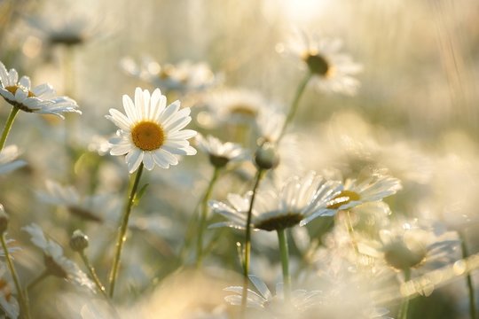 Daisy in a meadow lit by the rising sun © Aniszewski