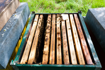 Open hive, beekeeping