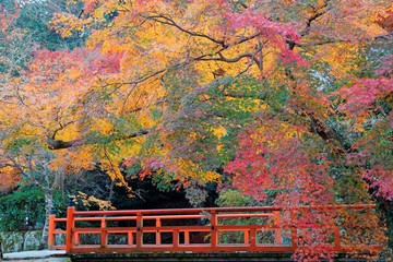 Beautiful autumn scenery of colorful maple trees by a red bridge in Kyoto, Japan ~ Scenic view of fall foliage and a fiery red bridge in a garden of traditional Japanese landscaping