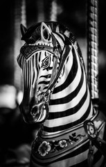 zebra ride in black and white