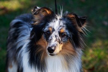 dog breed Sheltie