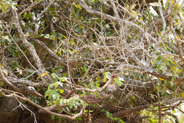 Jaguar from Pantanal, Brazil