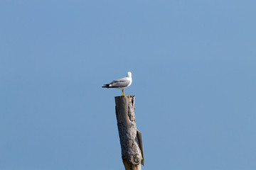 Gull standing on palisade