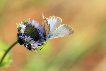 Mariposa libando de una flor
