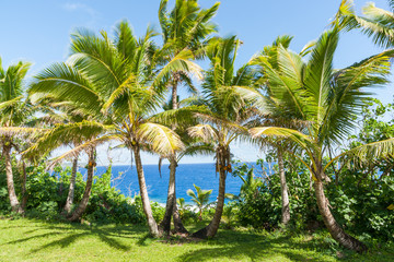Fototapeta na wymiar Coconut palm trees in tropical Niue